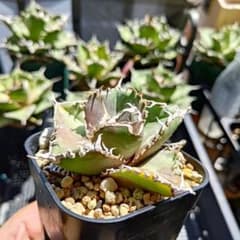 1株限定！アガベ 金剛 子株 強棘 発根済み 鉢のまま発送 - メルカリ