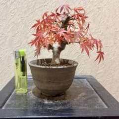 超希少激レア‼️樹高10㎝ 行姫紅葉 モミジ 小品 盆栽 真柏 黒松 五葉松