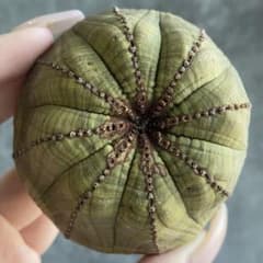 B18524☆オークション☆ 超巨大7cm株！ユーフォルビア オベサ - メルカリ