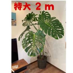 モンステラ 特大 巨大 2m 希少 観葉植物 - メルカリ