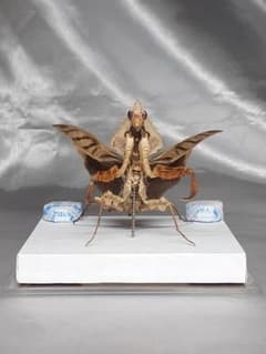 m49138186628_1.jpg?1748780517