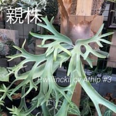 P.willinckii cv.Athip#3 pup - メルカリ