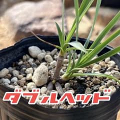 ユッカ ロストラータ ダブルヘッド‼️ - メルカリ