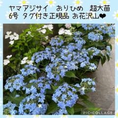 m41368910922_1.jpg?1749040659