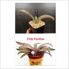 EMP サンセベリア ピンクパンサー OC株 / レア SA348 - メルカリ