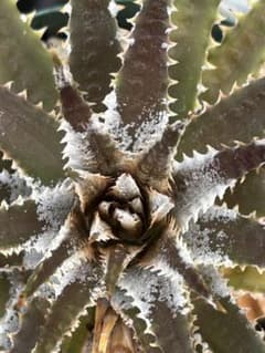 DBディッキア Dyckia Paylen x BS x Arizona #09 - メルカリ