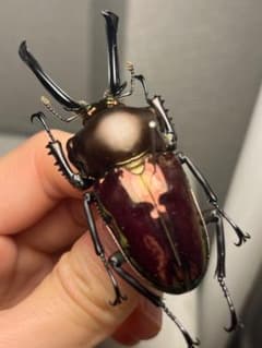 希少】ホロメタリクス チリクワガタ 標本 コガシラクワガタ セット