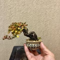 m43153821291_1.jpg?1763906080