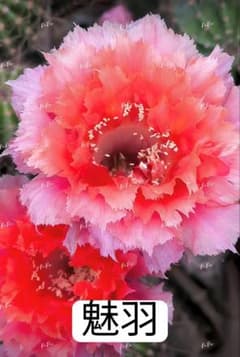 6-魅羽 超人気品種 花サボテン 複色咲き 群開花 カキコ 開花株 - メルカリ