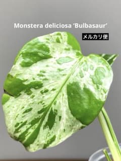 全葉斑入り‼️】モンステラ デリシオーサ バルバソー フシギダネ