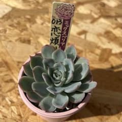 ○ミックスベリア#013 恋煩い 札付きラスト 美苗 おらいさん苗 - メルカリ