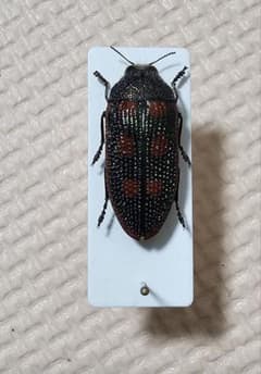 m59908462262_1.jpg?1733662034