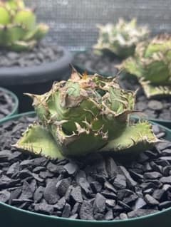 アガベ lize血統 夜燕 - メルカリ