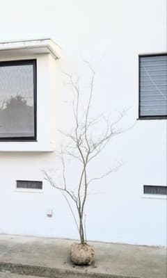 清風。山採りウメモドキ。 - メルカリ