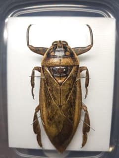 ナンベイオオタガメ 102mm(頭部〜羽先) 昆虫標本 タガメ 水生昆虫 標本