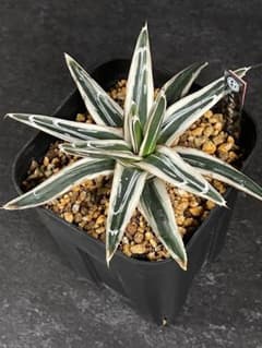 EMP アガベ 笹の雪 氷山 / AG538 - メルカリ