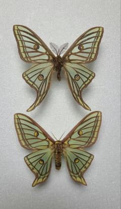 m51980113343_1.jpg?1739693616