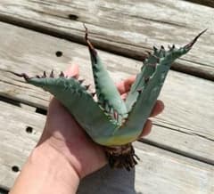 m52445449736_1.jpg?1764136012