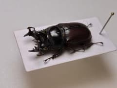昆虫標本 レア種 大型カザリツノクワガタ 28mm - メルカリ