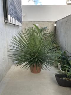 超特大 ジェミニフローラ（ゲミニフローラ）鉢底から90cm 幅90cm