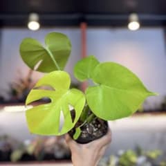 m65014909121_1.jpg?1753966973