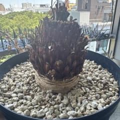 10cm 期間限定出品 サイカス カイルンシアナ 赤肌 丸株のみセレクト