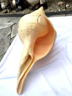 超特大54cm 世界最大級 法螺貝 アラフラオオニシ 修験道 山伏 置物