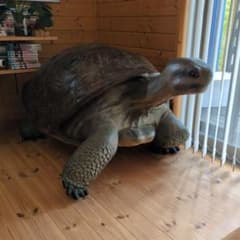 置物 縁起物 動物 ペット ガジェット BESS 亀 - メルカリ