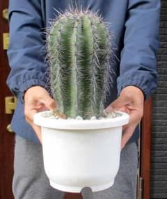 現品】サボテン：カルネギア サボテン 弁慶柱（べんけいちゅう） 7号