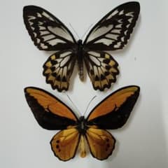 m67546220469_1.jpg?1756642881