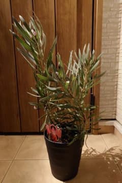 プロテア エクリプス 7号（バンクシア、グレビレア、リューカ