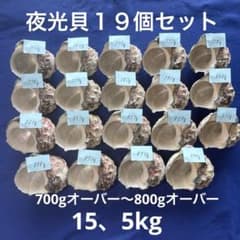 夜光貝 ヤコウ貝 まとめ売り 19個 15、5kg アクセサリー ルアー - メルカリ