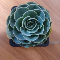 多肉植物七福神抜き苗⑤ - メルカリ