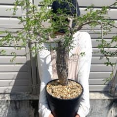 m60105724583_1.jpg?1748753709