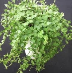 ミリオンハート 抜き苗 ディスキディア 多肉植物 花卉/園芸/山野草