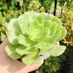 翡翠瑠璃 アエオニウム 多肉植物 - メルカリ