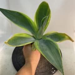 アガベ アテナータ 'Huntington Blue Lightning' 珍品 - メルカリ