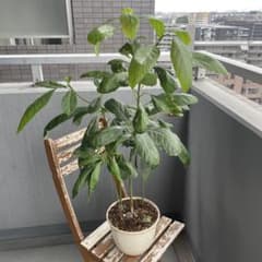 アボカド苗 約80cm 健康的 苗木4本と新芽苗1本 - メルカリ