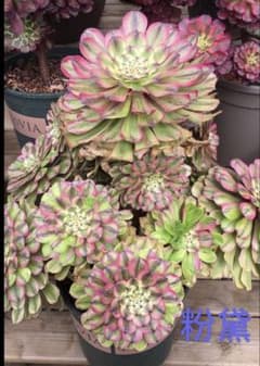 m14160273464_1.jpg?1706902350