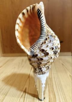 コンパクト修験道法螺貝 山伏 密教 魔除け 熊よけ❣️ホラガイ ほら貝