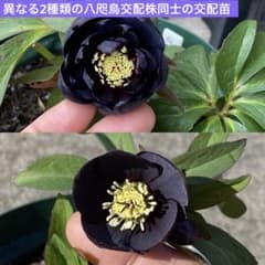 クリスマスローズ 異なる八咫烏交配株同士の交配小苗(2年生なりたて