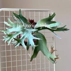 OC子株 platycerium ginka pup 銀華ギンカ54ビカクシダ - メルカリ