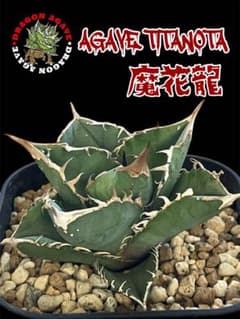 レア☆台湾産☆アガベ チタノタ 魔花 冰雹ぶつぶつ ドラゴンアガベ 魔