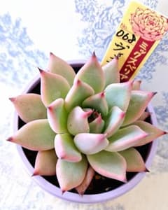 ヴィンテージレター札付きポットごとメルカリ便おらいさん苗ミックス