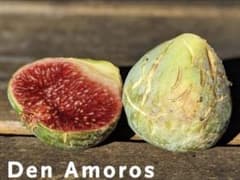 Den Amoros デン アモロス イチジク 穂木 超希少美味有望品種 - メルカリ