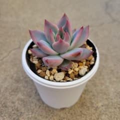 多肉植物 （中里リンゼアナ×ホリコロ）×ポルボローネ実生 ② 抜き苗