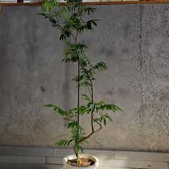 ⑪ エバーフレッシュ 曲がり仕立て 10号 特大苗木最高等級極上品