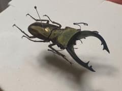 希少】ホロメタリクス チリクワガタ 標本 コガシラクワガタ セット