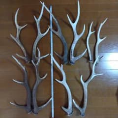 最終値下げ 約4.7kg 鹿の角 10本セット - メルカリ