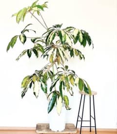 希少・斑入り｜ツピタンサス ゴールデンキング 10号 曲線美【立派な